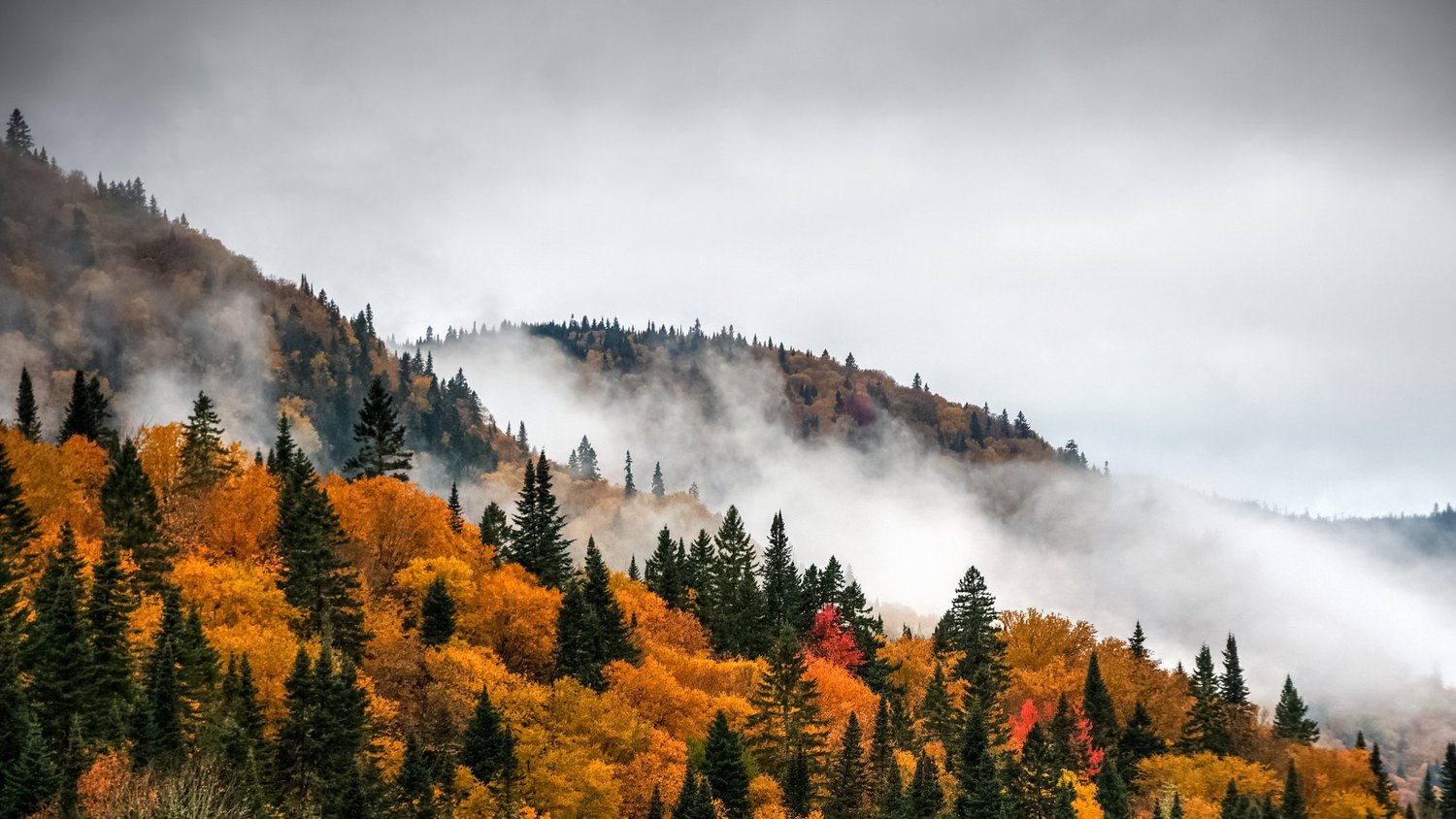 Autumn colours and evergreen forest rising through northern mist
