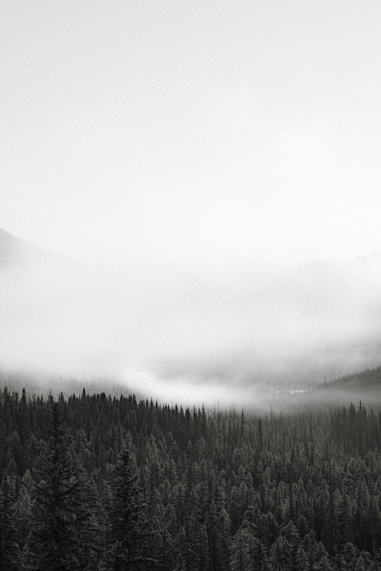 A northern forest beneath low clouds