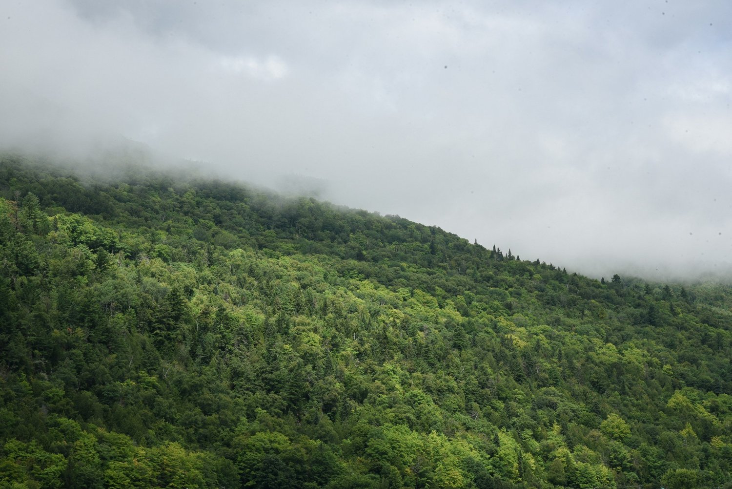 Northern forest beneath a blanket of mist