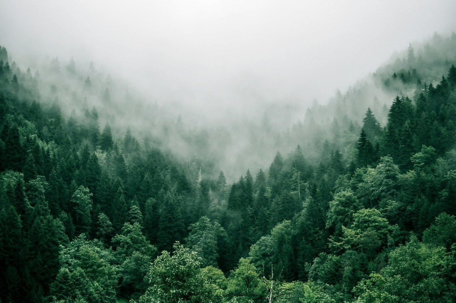 Misty evergreen forest